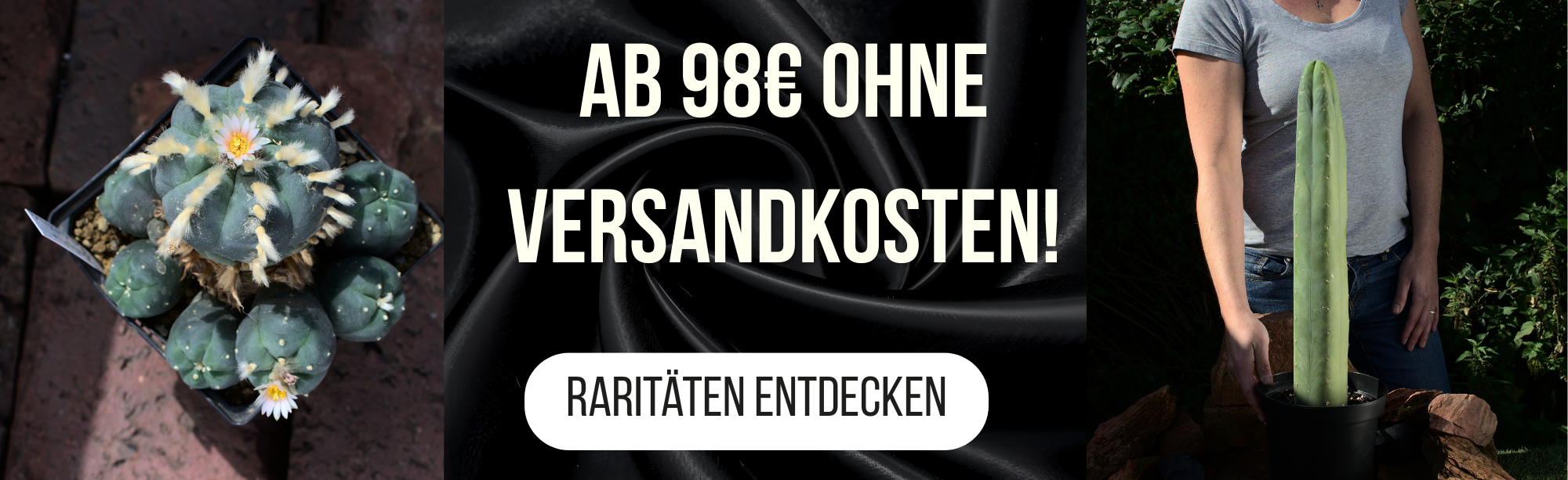 Kakteenshop Lophophora - Raritäten versandkostenfrei kaufen Blühender Lophophora Kaktus und großer Trichocereus neben dem Hinweis auf versandkostenfreie Lieferung für Kakteen-Raritäten ab 98 Euro.
