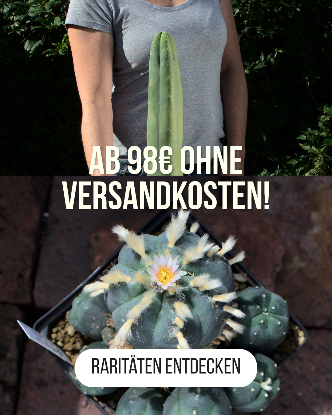 Kakteenshop Lophophora - Raritäten versandkostenfrei kaufen Blühender Lophophora Kaktus und großer Trichocereus neben dem Hinweis auf versandkostenfreie Lieferung für Kakteen-Raritäten ab 98 Euro.