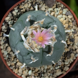Einzelst&uuml;ck: Lophophora williamsii v. Huizache (Entronque)