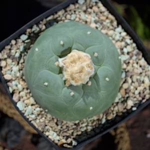 Einzelst&uuml;ck: Lophophora diffusa v. Rio Estorax