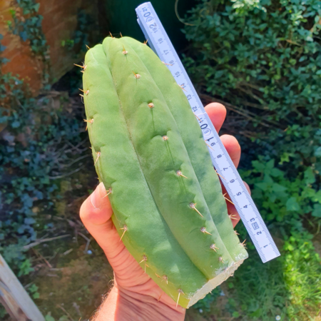 Trichocereus pachanoi "ogunbodede"
