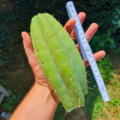 Trichocereus pachanoi "ogunbodede"