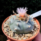 Lophophora williamsii v. Huizache, El Coyote, San Luis Potosi