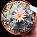 Lophophora williamsii v. Huizache, El Coyote, San Luis Potosi