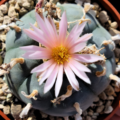 Lophophora williamsii v. Huizache, El Coyote, San Luis Potosi