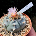 Lophophora williamsii v. Huizache, El Coyote, San Luis Potosi