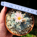 Lophophora williamsii v. Huizache, El Coyote, San Luis Potosi