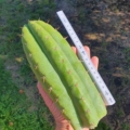 Trichocereus Ogunbodede