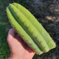 Trichocereus Ogunbodede