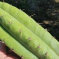 Trichocereus Ogunbodede