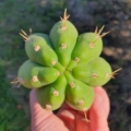 Trichocereus Ogunbodede