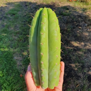 Trichocereus Ogunbodede