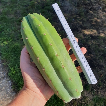 Trichocereus pachanoi cristat variegat