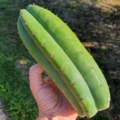 Trichocereus Ogunbodede
