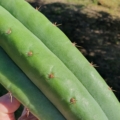 Trichocereus Ogunbodede
