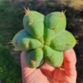 Trichocereus Ogunbodede