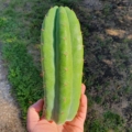 Trichocereus Ogunbodede