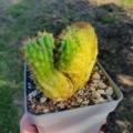 Trichocereus pachanoi cristat variegat