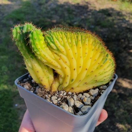 Trichocereus pachanoi cristat variegat