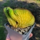 Trichocereus pachanoi cristat variegat
