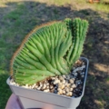 Trichocereus pachanoi cristat variegat
