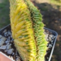 Trichocereus pachanoi cristat variegat
