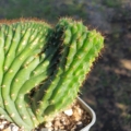 Trichocereus pachanoi cristat variegat