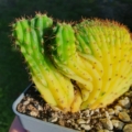 Trichocereus pachanoi cristat variegat