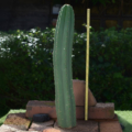 Aufrecht wachsender Trichocereus pachanoi San Pedro Kaktus B-Ware mit gelbem Messstab im Garten