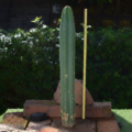 Trichocereus pachanoi San Pedro Kaktussäule als B-Ware neben einem gelben Maßstab
