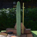 Gesunder Trichocereus pachanoi San Pedro Säulenkaktus B-Ware mit Höhenmessstab
