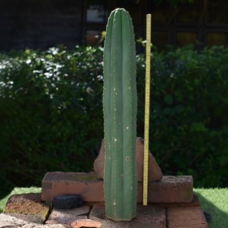 Trichocereus pachanoi San Pedro B-Ware Kaktus