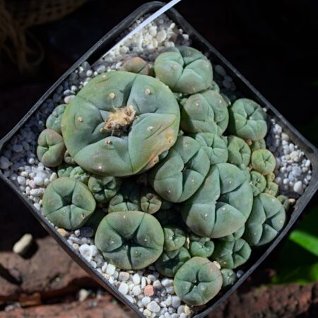 Lophophora williamsii v. Caespitosa La Perdida