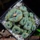 Lophophora williamsii v. Caespitosa La Perdida