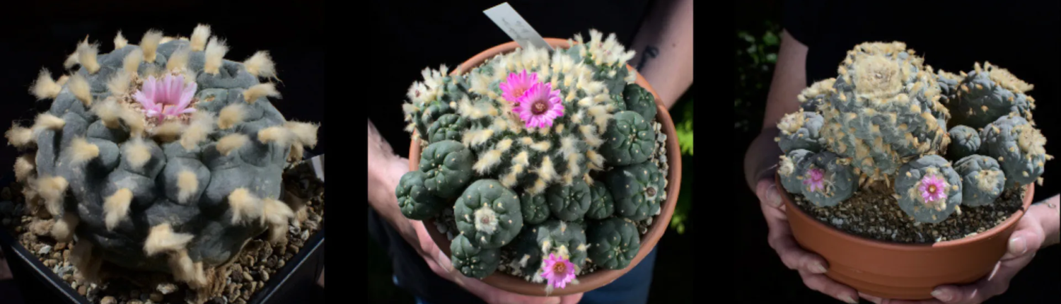 lophophora-kakteen-uralt-gaertnerei-kakteenshop. Drei uralte Lophophora Kakteen mit wolligen Areolen in Tontöpfen aus unserer Gärtnerei.