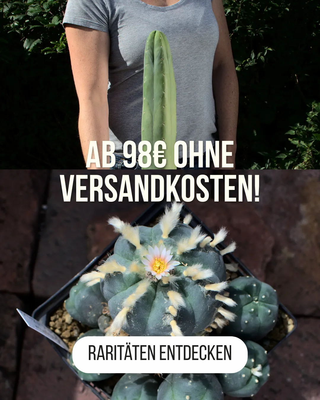 Kakteenshop Lophophora - Raritäten versandkostenfrei kaufen Blühender Lophophora Kaktus und großer Trichocereus neben dem Hinweis auf versandkostenfreie Lieferung für Kakteen-Raritäten ab 98 Euro.