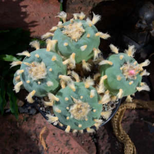 Lophophora Diffusa