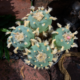 Lophophora Diffusa