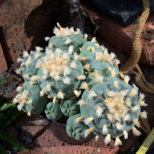 XXL Einzelstück: Lophophora diffusa Peñamiller 22 x 16 cm