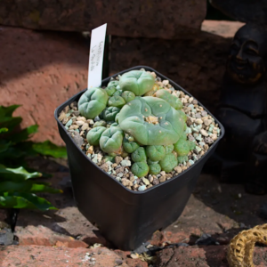 Einzelstück: Lophophora williamsii v. caespitosa La Perdida