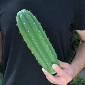 Einzelst&uuml;ck: Trichocereus Ogunbodede &ndash; 23cm Kopfsteckling