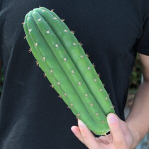Einzelst&uuml;ck: Trichocereus Ogunbodede &ndash; 25cm Kopfsteckling