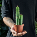 Trichocereus bridgesii Kaktus Bolivian Torch Topf mit 4 Pflanzen