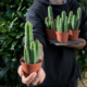 Trichocereus bridgesii Kaktus 4 Töpfe Set Bolivian Torch