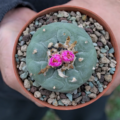 Lophophora fricii Kaktus 4,5 cm El Amparo mit zwei roten Blüten