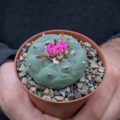 Lophophora fricii Kaktus 4,5 cm El Amparo Schrägprofil im Pflanztopf
