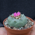 Lophophora fricii Kaktus 4,5 cm El Amparo Seitenansicht