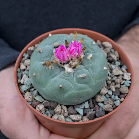 Lophophora fricii Kaktus 4,5 cm Makroaufnahme der roten Blüten