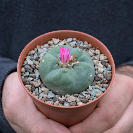 Lophophora fricii Kaktus 4 cm El Amparo Schrägansicht im Topf