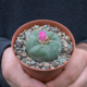 Lophophora fricii Kaktus 4 cm El Amparo Schrägansicht im Topf
